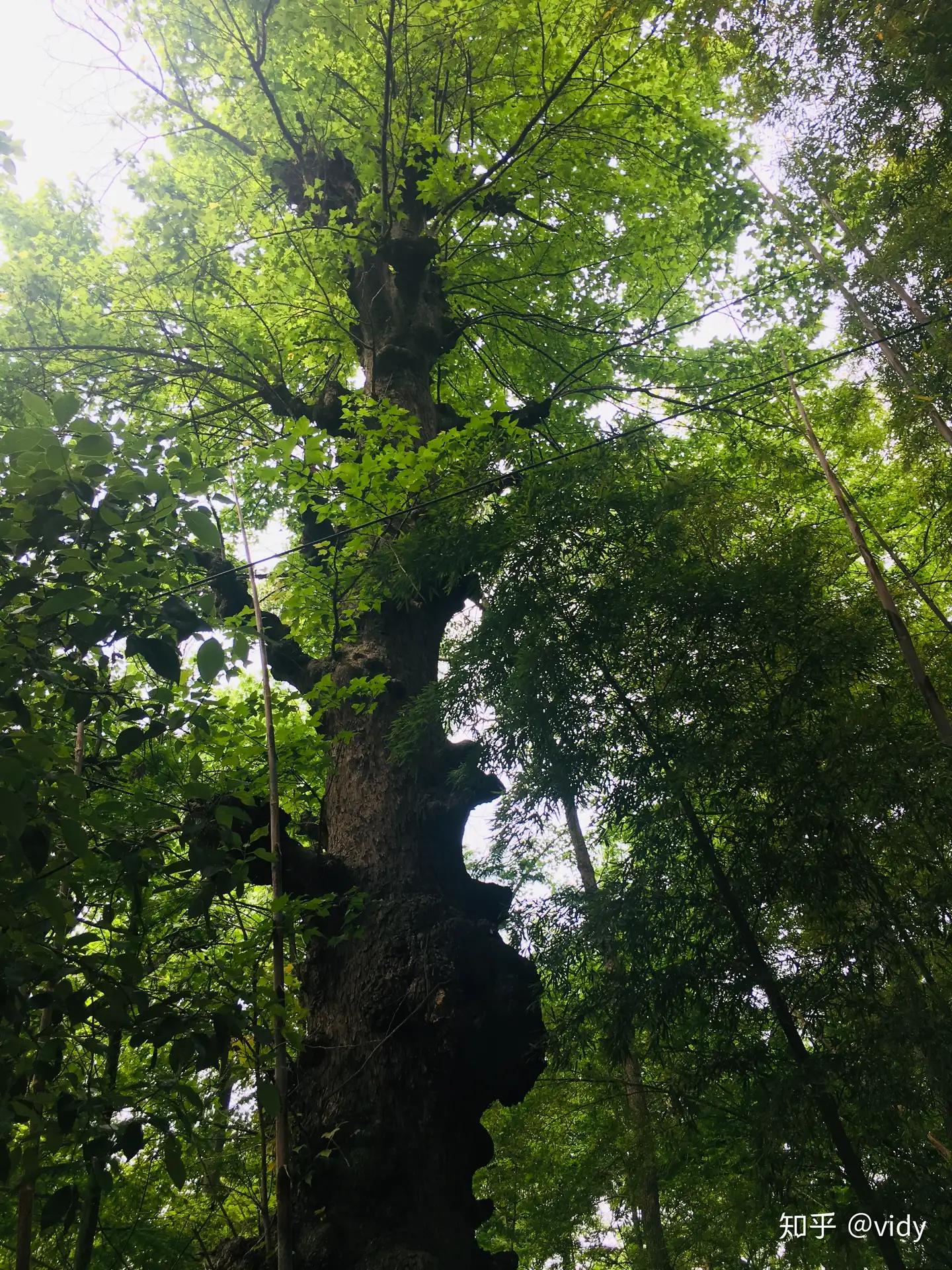 我们那个村 知乎