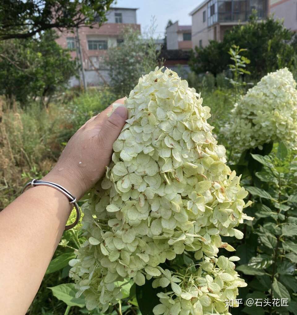 花朵像 冰淇淋 的绣球花 每年8月花朵比巴掌还大 太美了 知乎