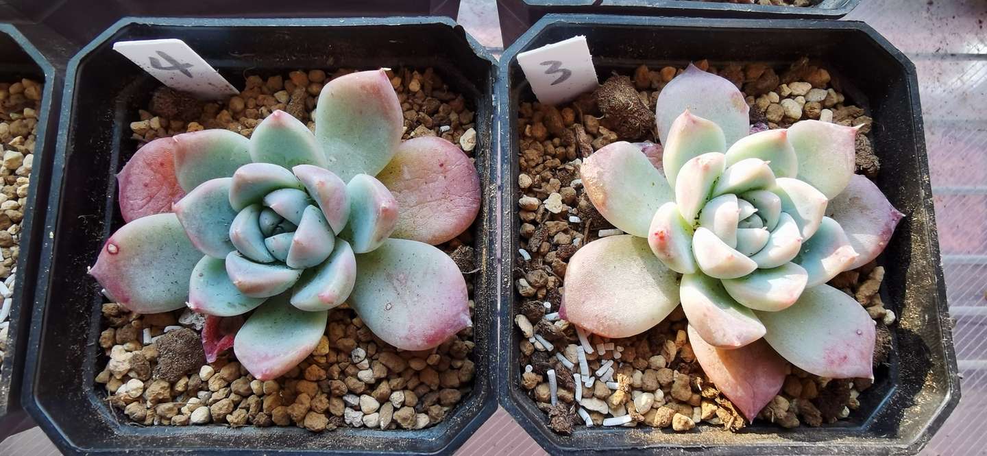 多肉植物补光灯推荐丨植物补光灯各品牌实测 教你如何购买植物补光灯 知乎