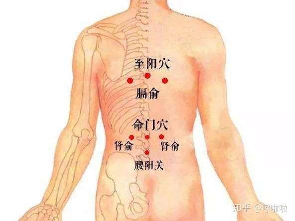 腰的准确位置示意图图片