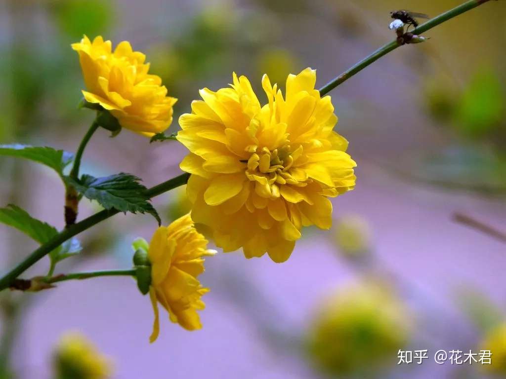 值得收藏的二十四花信风和优美诗词品赏 知乎