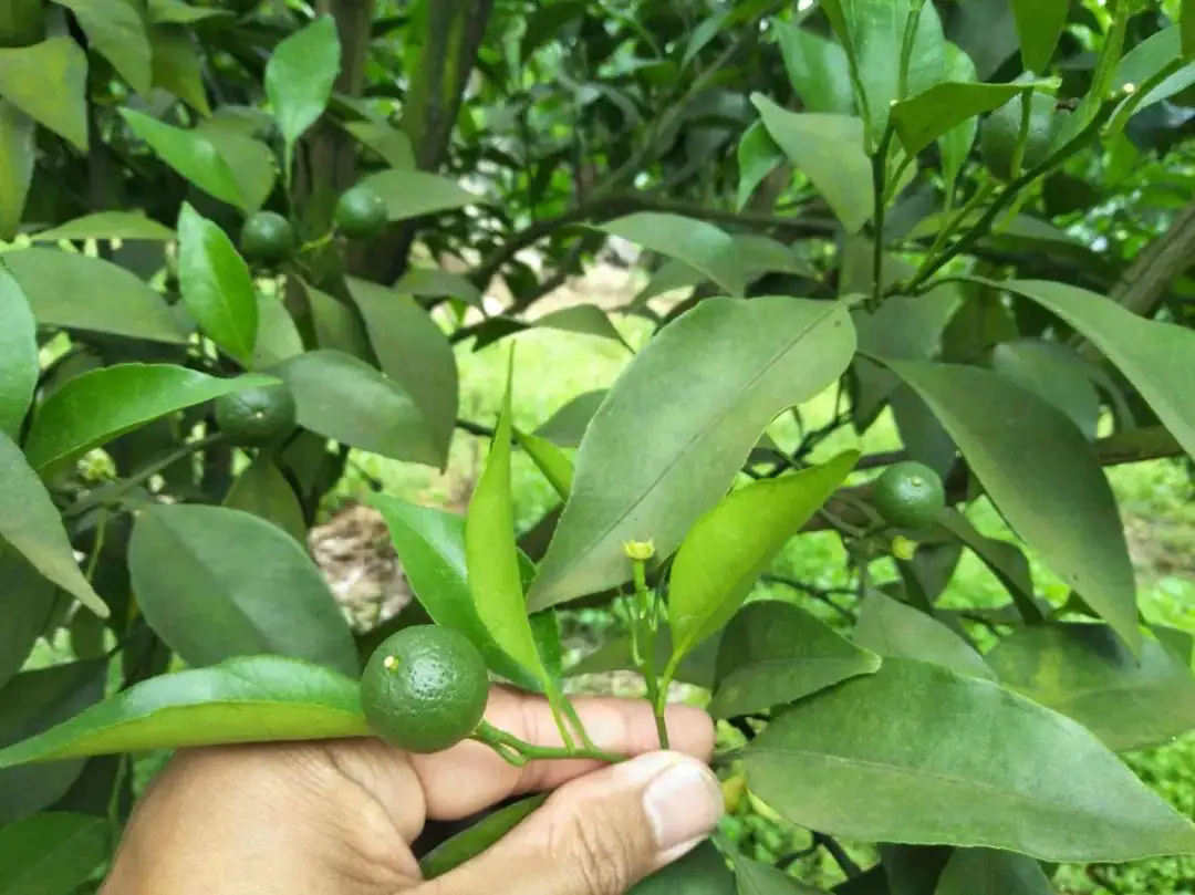 不同生长期 柑橘该怎么灌水 控水 补水 知乎