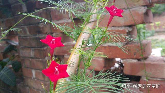 3月下旬养 茑萝 生长快 养法简单 4个月即可开花 知乎