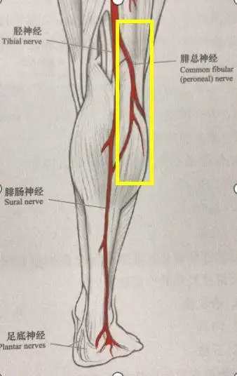 想先给大家上一堂解剖课,我们来复习一下腓骨结构以及腓总神经的走形