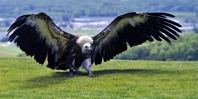 地球上会飞翔的最重鸟类，体重超人类，能飞起来几乎就是奇观！（世界上飞翔速度最快的鸟）