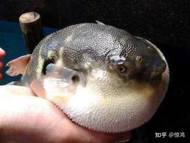 关于吃河豚的故事 知乎
