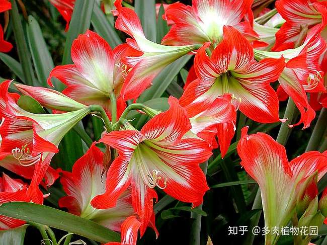 这个花被称为 开花机器 首先要把种球这样保存 知乎