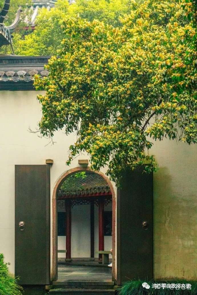 荐歌丨阿牛 桂花香 知乎