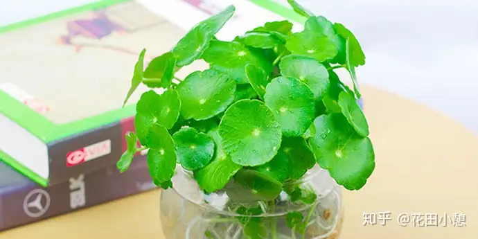 7大高颜值水培植物推荐 知乎