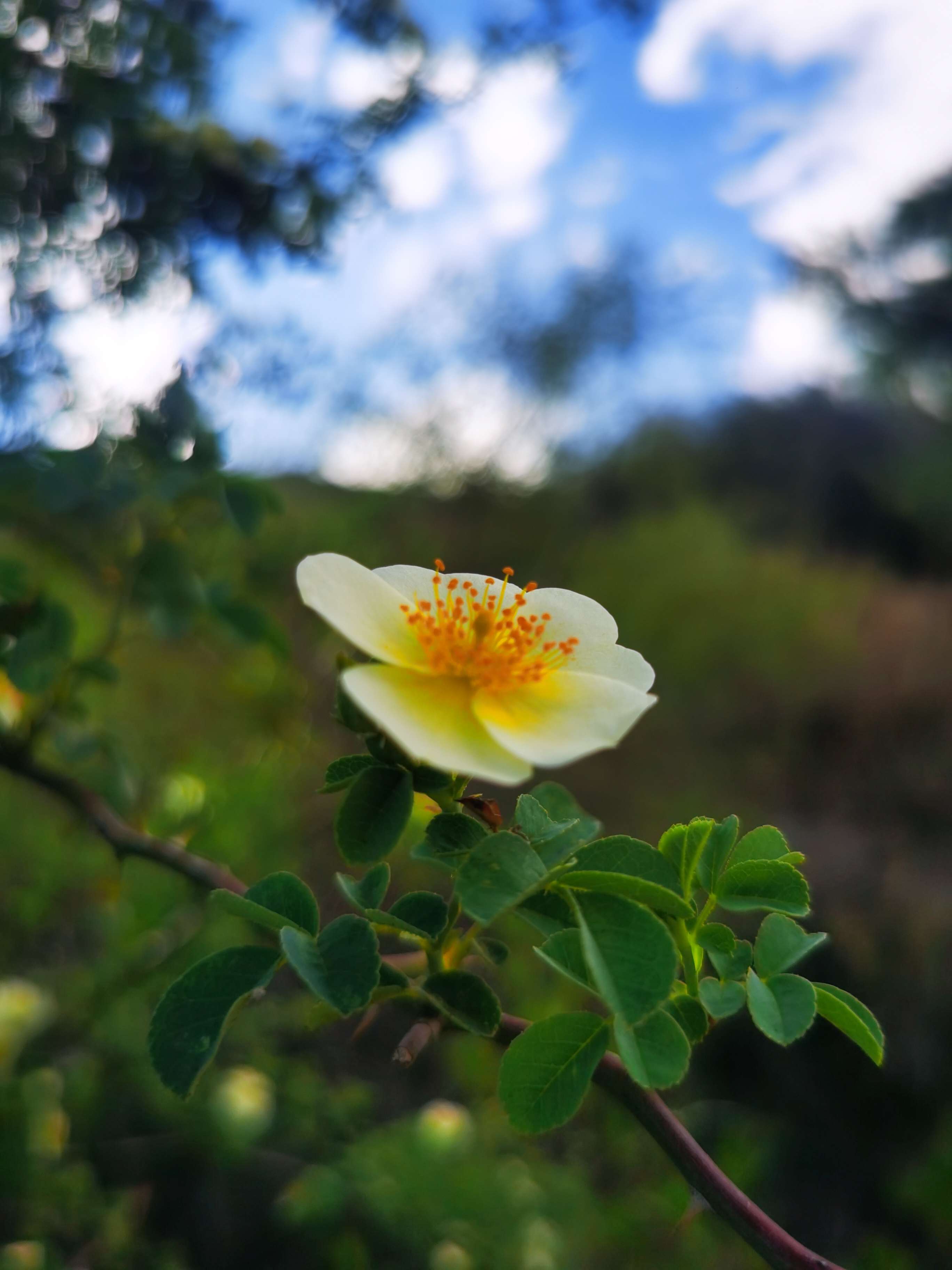 白发青思 的想法: 无名花 | 山岗上一树无名花努力地绽放着… - 知乎