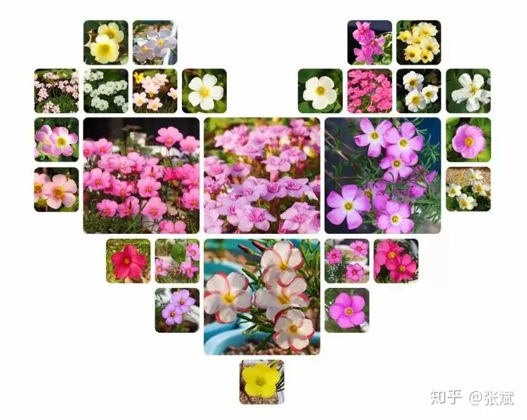 秋天种点啥 当月能赏花 知乎