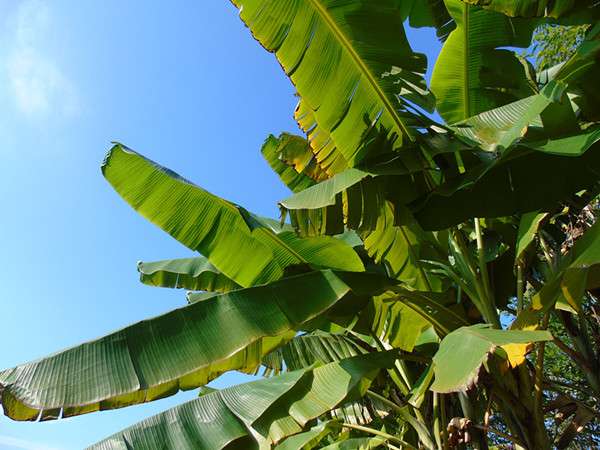 想打造古典园林 这9种植物缺不了 知乎