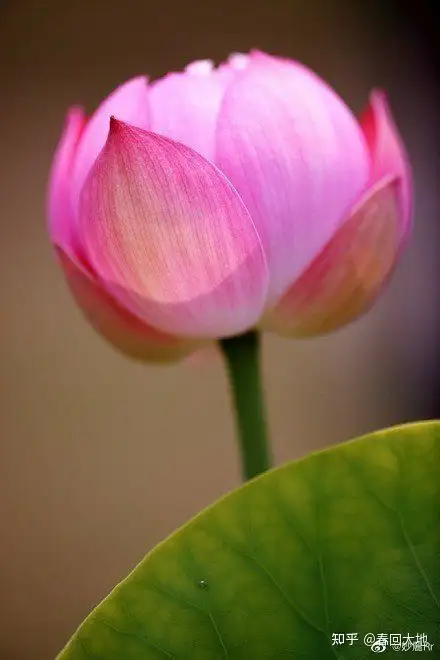 供养一朵花的功德 知乎 供养一朵花的功德 知乎