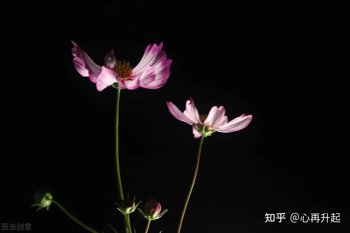 伤感文字 花开花落终有时 相逢相聚本无意 知乎