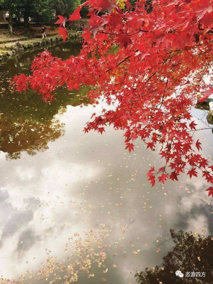 日本 京都赏秋 万叶和歌你见过那或一般的场景吗 知乎