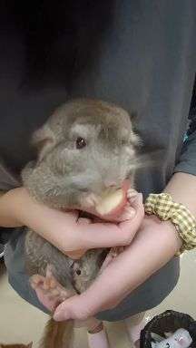 什么是龙猫貂 v2-5689293173a644ed913b511f51eea584_720w.jpg?source=1940ef5c