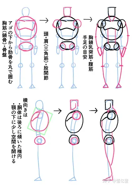 漫画中肌肉绘制的关键技巧！ - 知乎