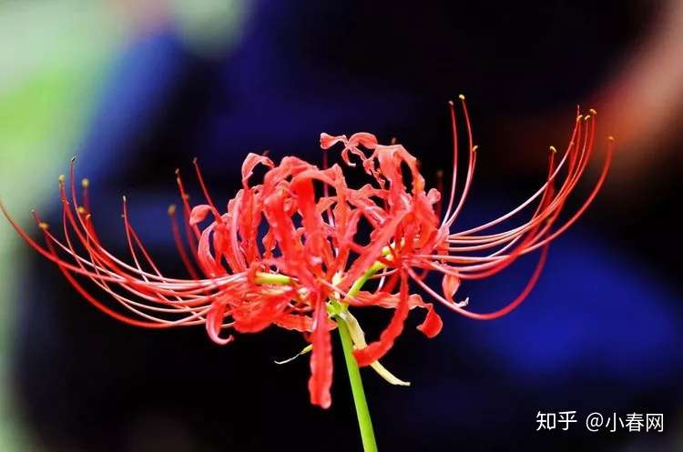 错过等一年 这个周末将迎来日本最大彼岸花花海 知乎