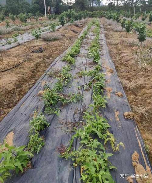 云南耘禾农业百部种植市场广阔 发展前景良好 知乎