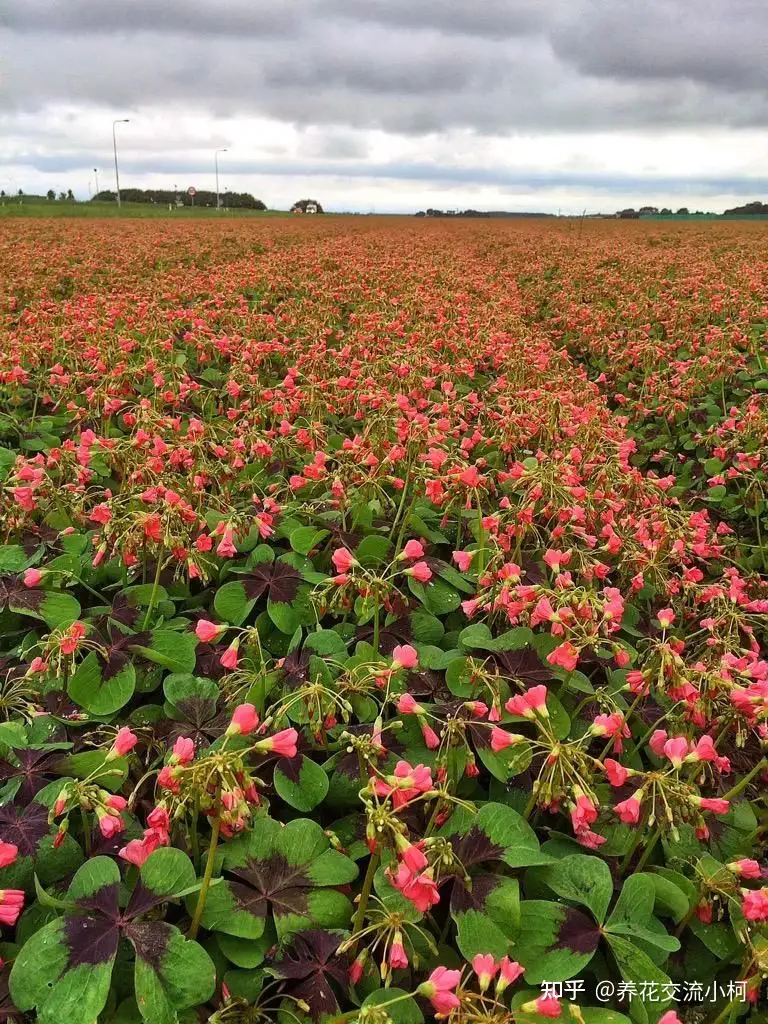 春植酢浆草品种选择和养护指南 简单养成家庭小盆栽 知乎