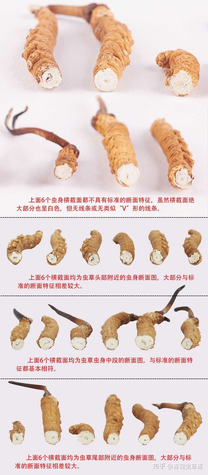 冬虫夏草断草横截面是什么样子的没有v形消化腺的是假草吗