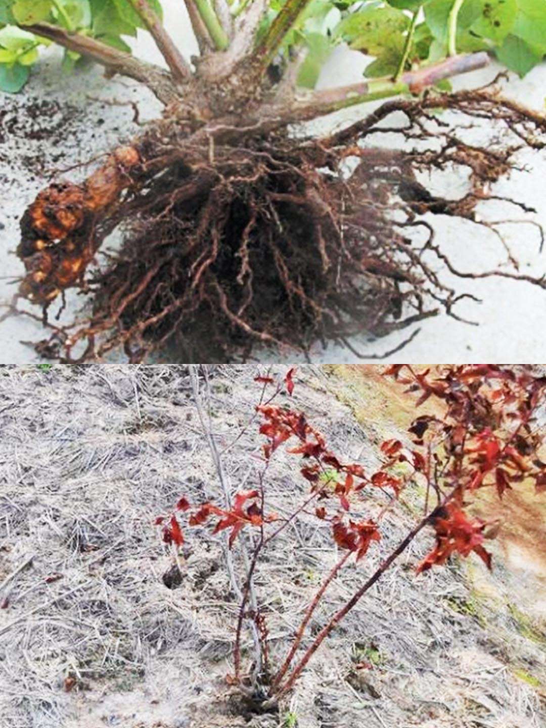 天宝特色农技服务 的想法: 蓝莓烂根死苗,看看专家的3个好办法!