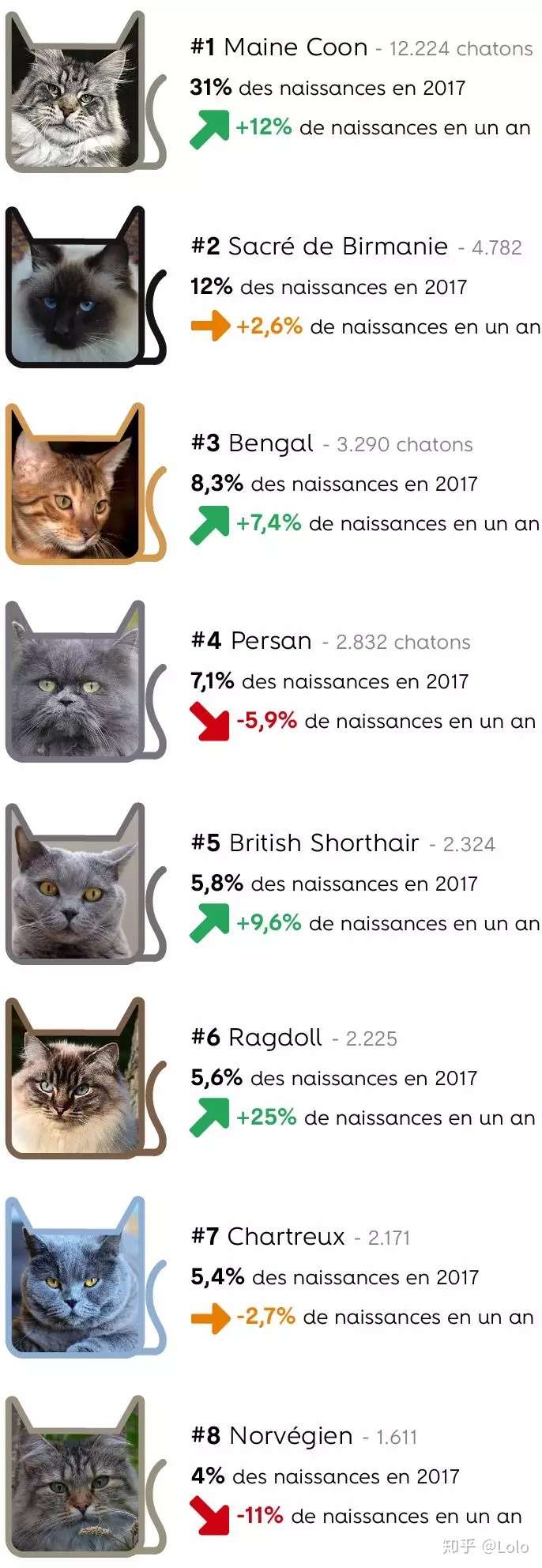 深度撸猫 这些与猫咪有关的法语表达法你都知道吗 知乎
