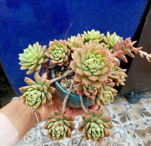 把多肉变成 2种 老桩形态 养在家里 高颜值 方法简单 知乎