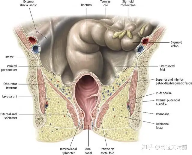 直肠癌“保肛”，你必须知道的知识- 知乎