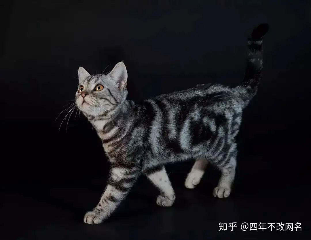 我家的这个，不是狸花猫！ - 知乎