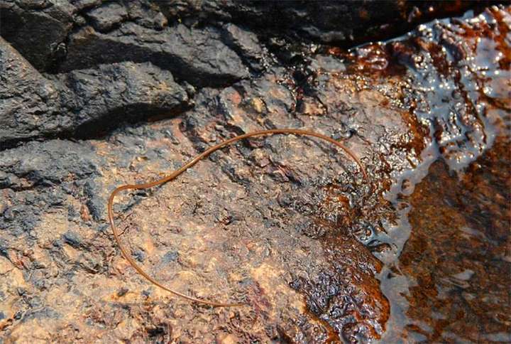 铁线虫是什么生物（铁线虫到底有多可怕）