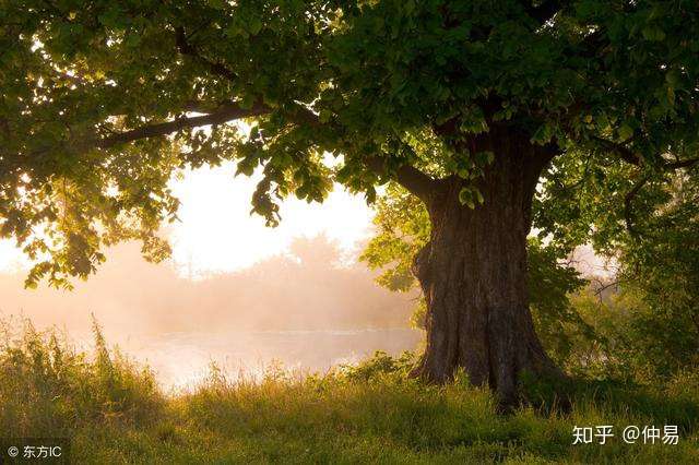 中药为什么能治病 八 木之药 桂枝 知乎