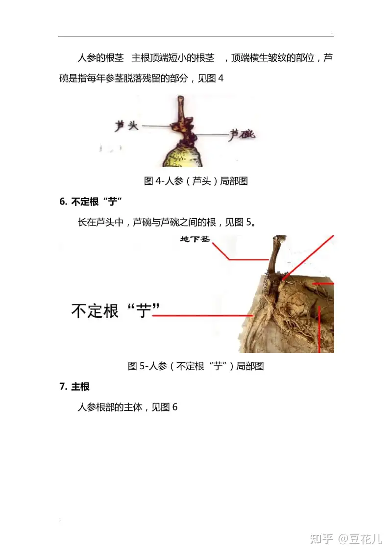 人参结构说明及图解(人参标本版) - 知乎