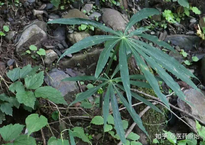 带你识别天南星 知乎