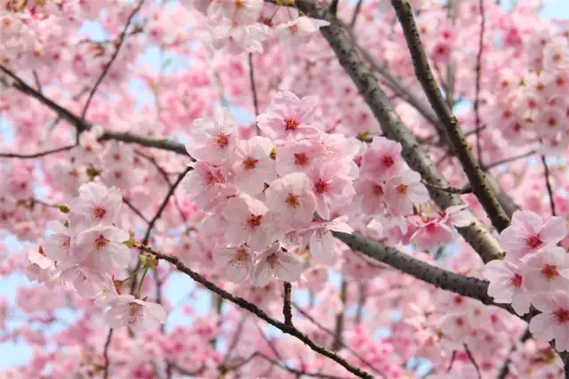 少了樱花的春天是不完美的！18种樱花品种你认识几种？ - 知乎