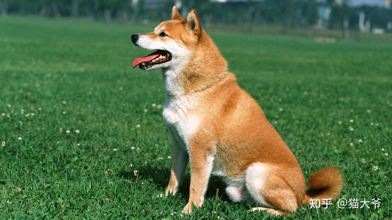 1 为什么狗狗很容易得肿瘤 知乎