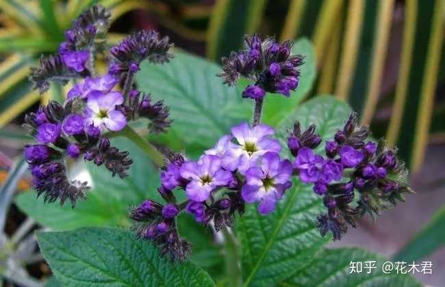 香水草色泽美丽梦幻 花朵做成香囊 当属独款香水味 知乎