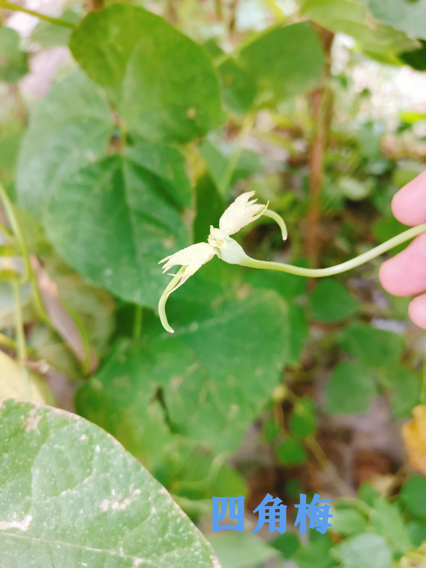 寒筱 的想法: 菜园学知识 | 吃了很多年的四角梅,长豆… - 知乎