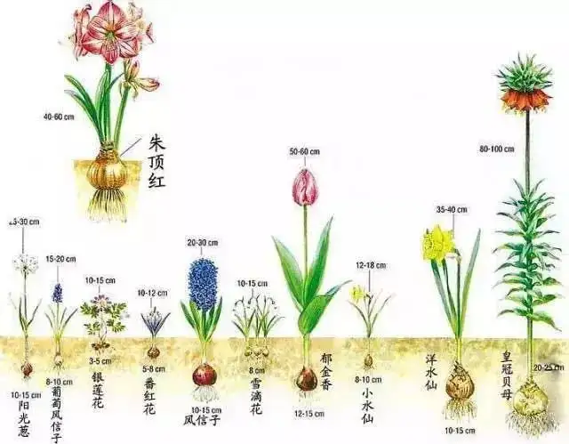 球根花卉大盘点 最适合现在种 马上就能开花啦 知乎