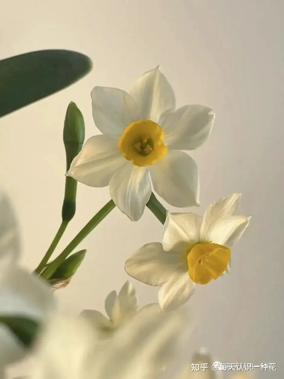 水仙怎样养护 做好这几点 芳香满屋 知乎