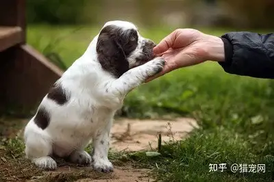 宠物狗技能训练大全，学会在家训练狗”