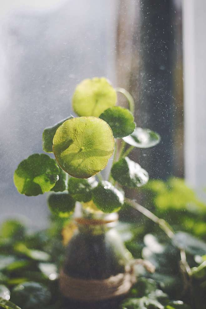 11种貌美又好养的 懒人植物 知乎