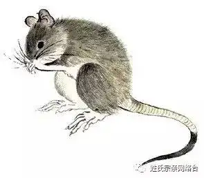 鼠姓有两个起源.