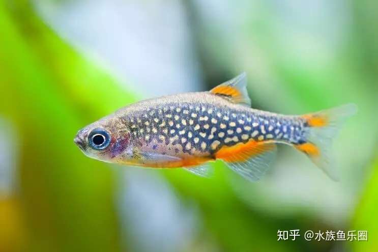 带你认识 火翅金钻灯 淡水观赏鱼 知乎