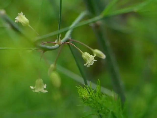 5月下旬诞生花 知乎