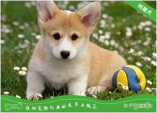没想到(柯基犬价格大概多少钱)柯基犬的价格是多少,(图1) 没想到(柯基犬价格大概多少钱)柯基犬的价格是多少,(图1)