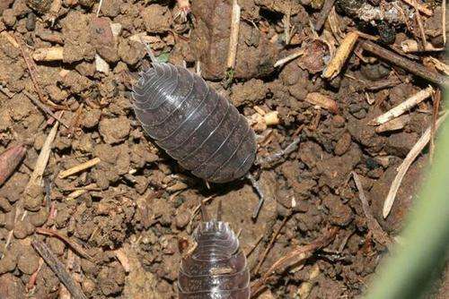 怎样防止不明小爬虫进家