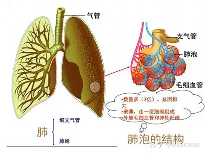 氧气是怎么进入人体细胞的