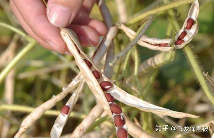 红小豆应该如何种植 知乎