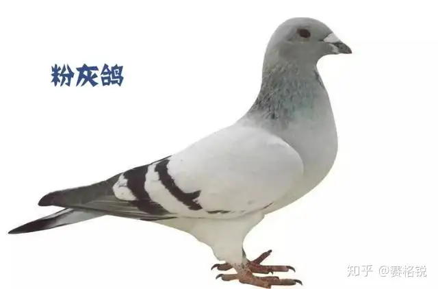 鸽子品种知多少 鸽事百科 分享小知识 上 知乎